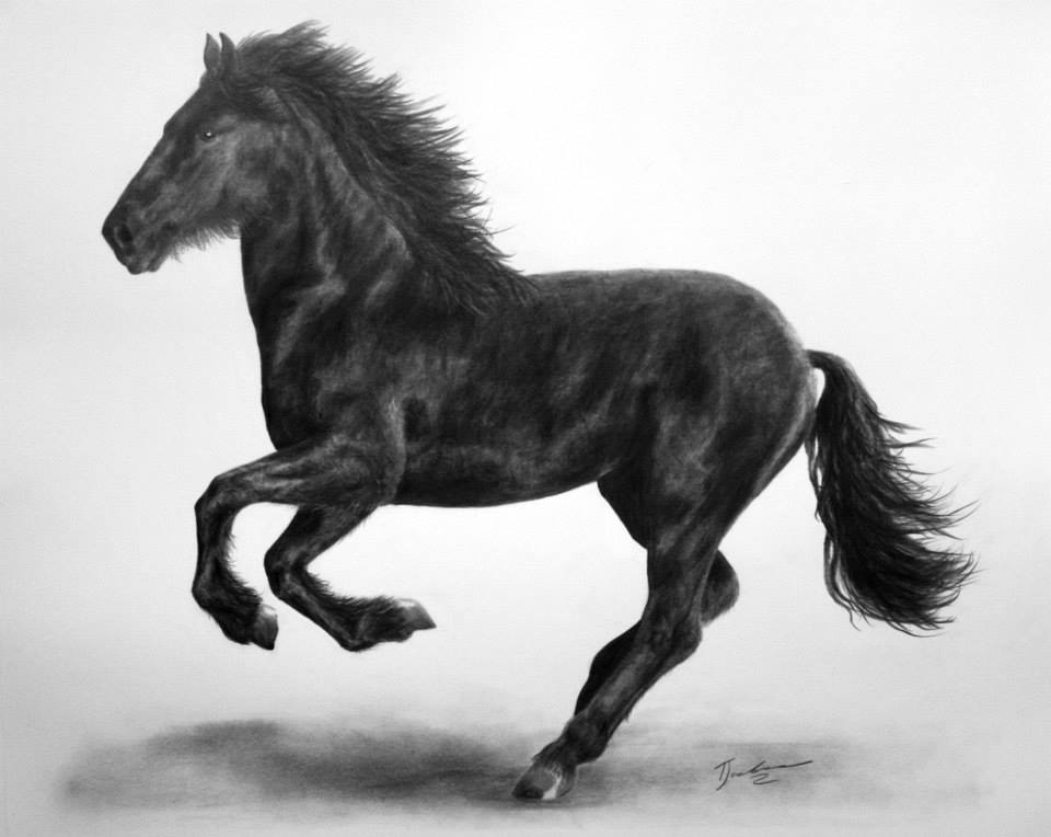 Commission of a Friesian horse